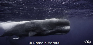 a big bull spermwhale shows his attributes during mating ... by Romain Barats 